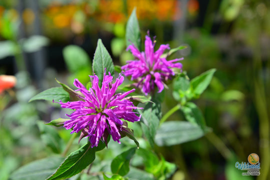 Monarda - Balmy Rose, 1 Pack