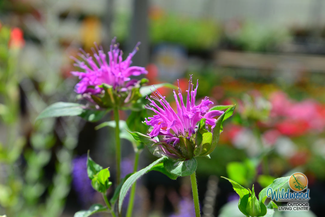 Bergamot Wild - West Coast Seeds