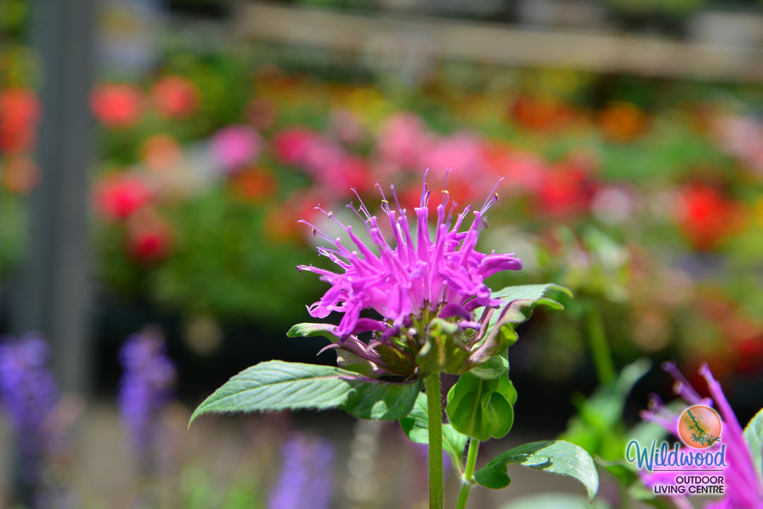 Monarda - Balmy Rose, 1 Pack