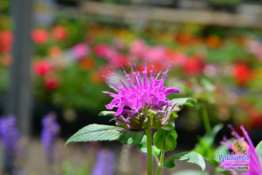 Monarda - Balmy Rose, 1 Pack