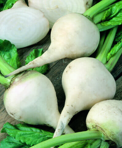 Beet Albino - Ontario Seed Company