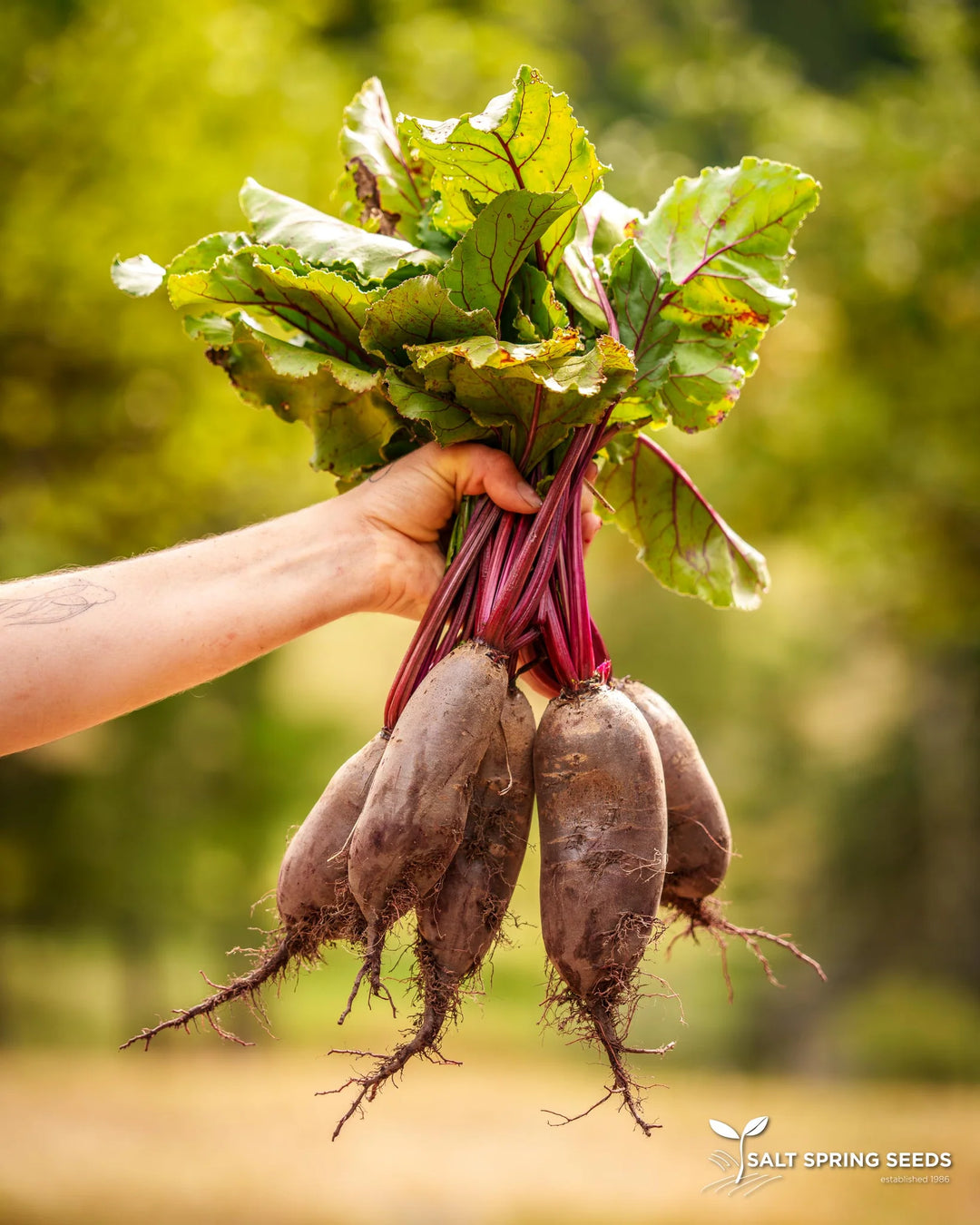Beet Cylindra - Salt Spring Seeds