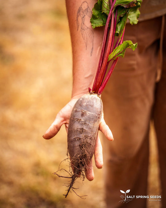 Beet Cylindra - Salt Spring Seeds
