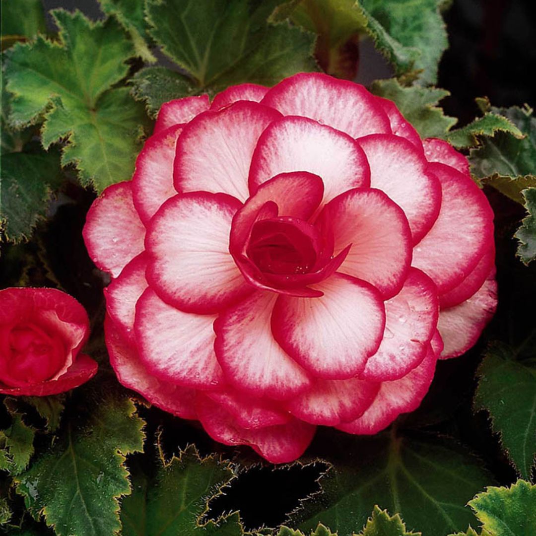Begonia, Novelty - Bouton de Rose