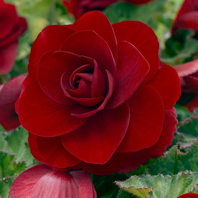 Begonia, Double - Camelia Red