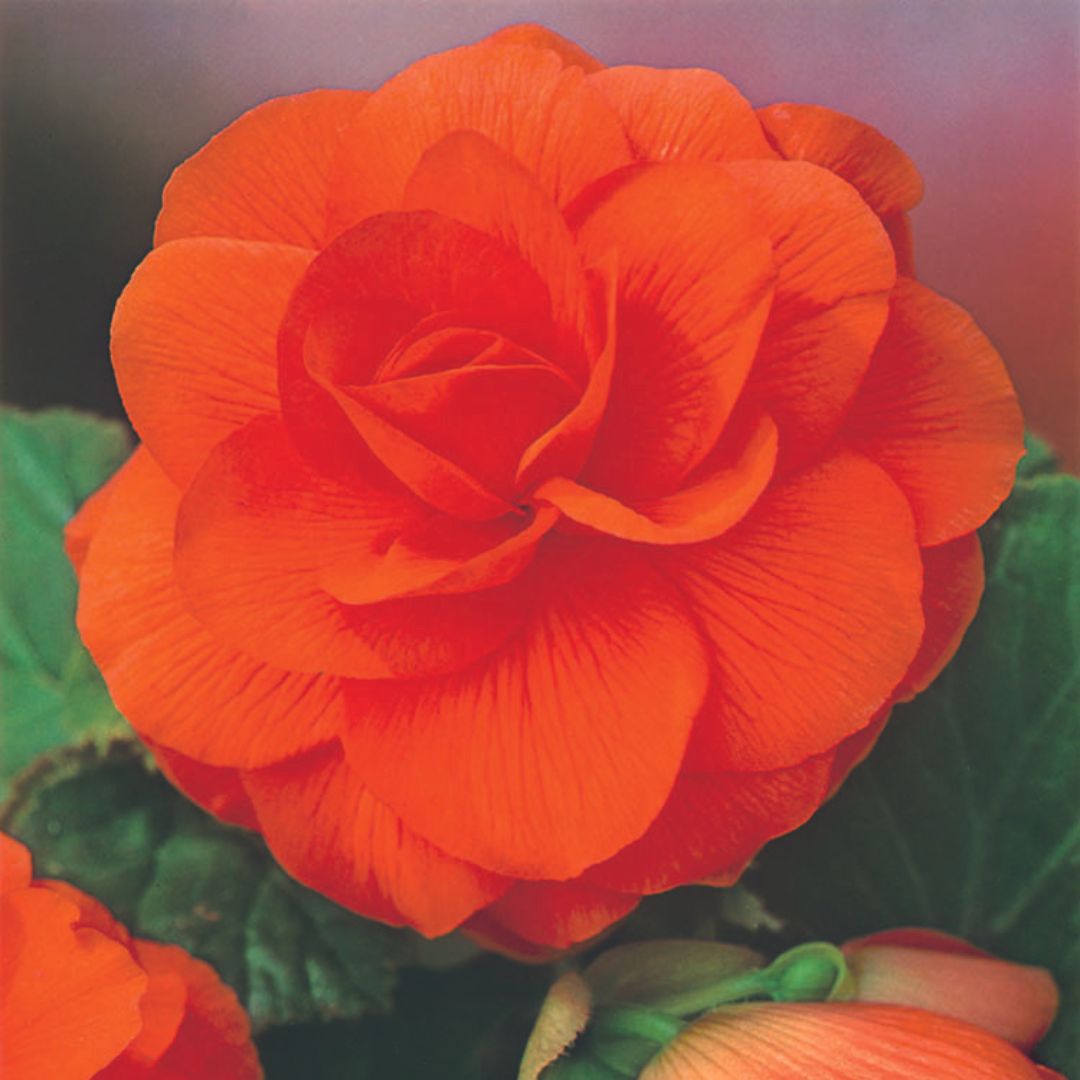 Begonia, Double - Camelia Orange