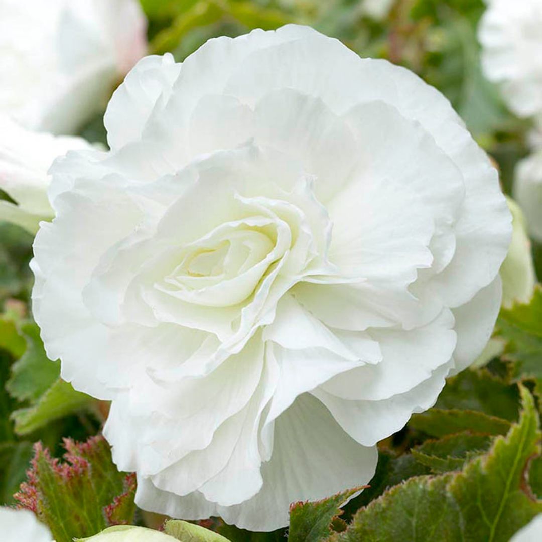 Begonia, Double - Camelia White