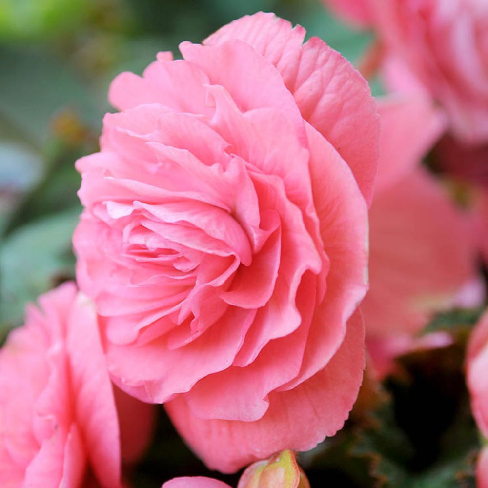 Begonia, Double - Camelia Pink