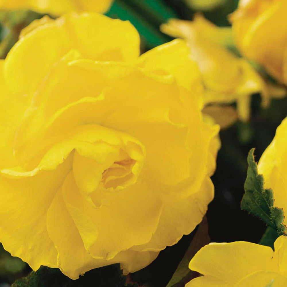 Begonia, Double - Camelia Yellow