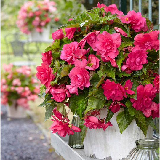 Begonia, Giant Double Pendula - Pink