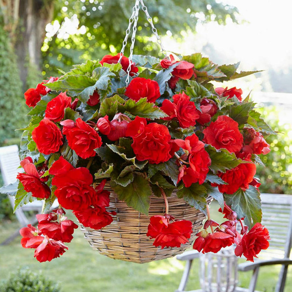 Begonia, Giant Double Pendula - Scarlet