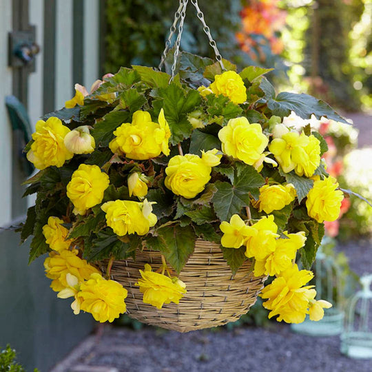 Begonia, Giant Double Pendula - Yellow