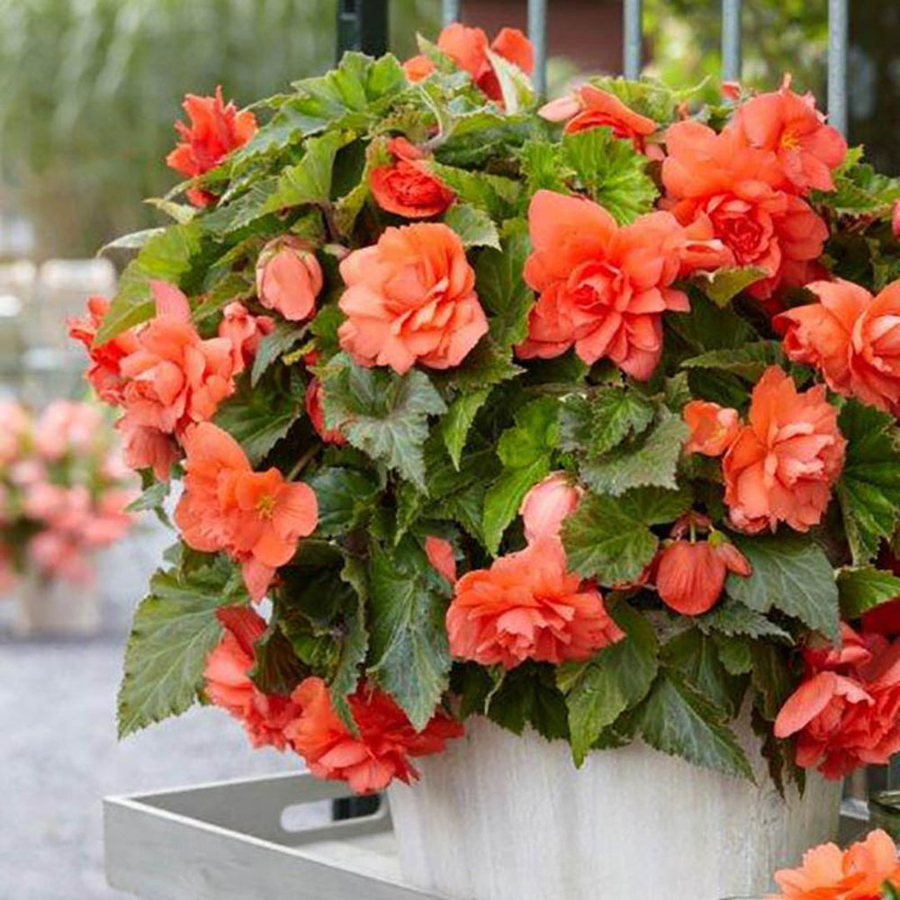 Begonia, Giant Double Pendula - Apricot