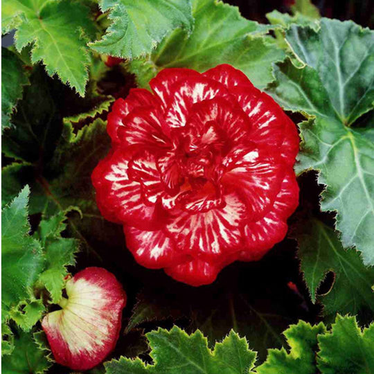 Begonia, Novelty - Marmorata