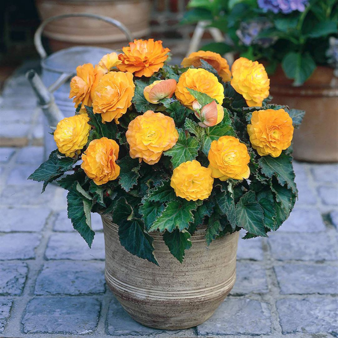 Begonia, Non-Stop - Apricot