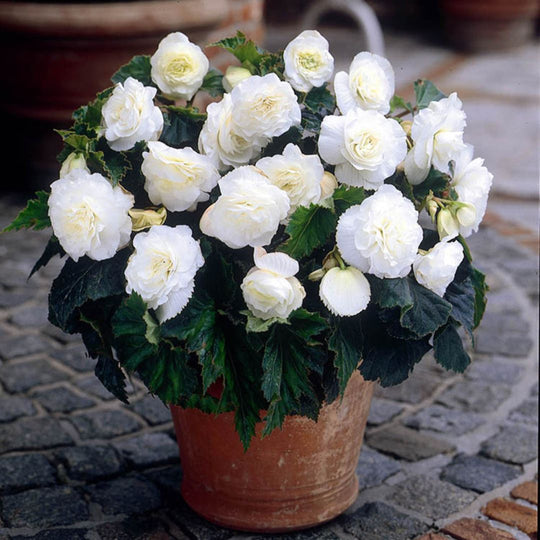 Begonia, Non-Stop - White