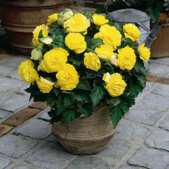 Begonia, Non-Stop - Yellow