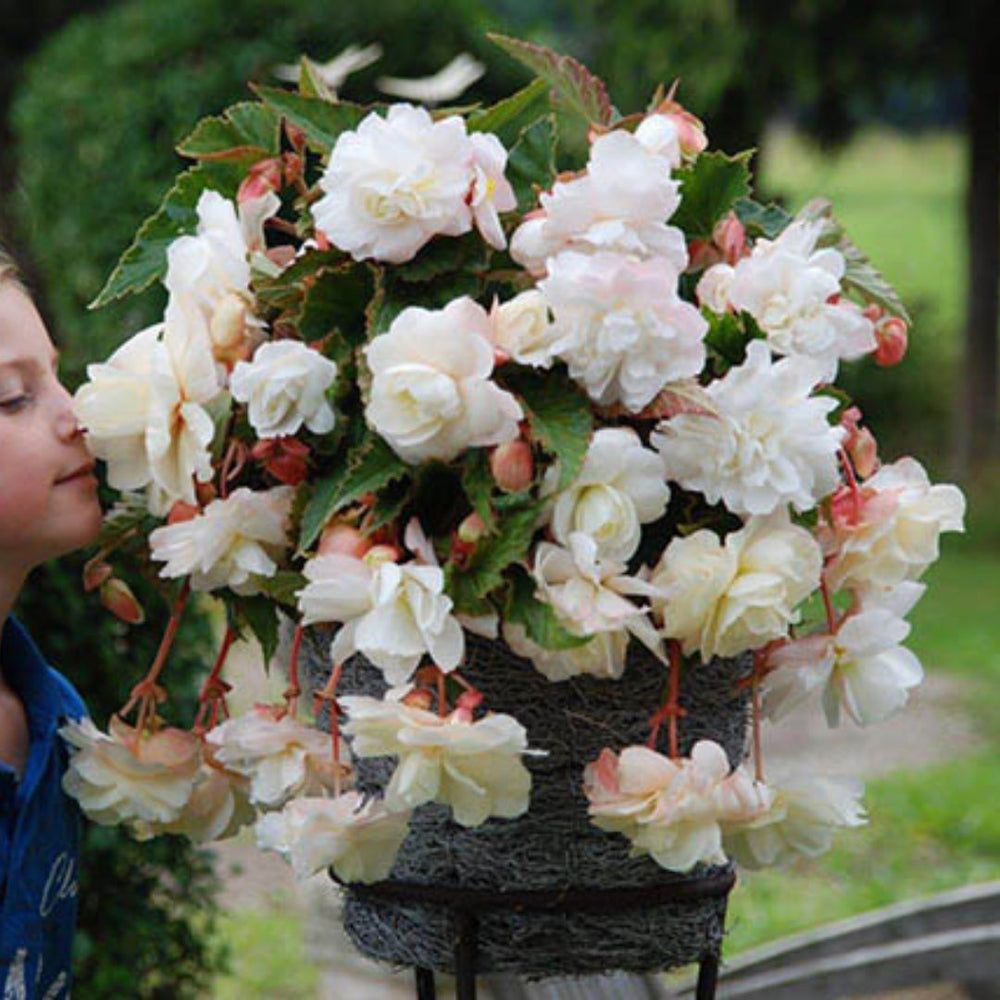 Begonia, Super Novelty - Angelique