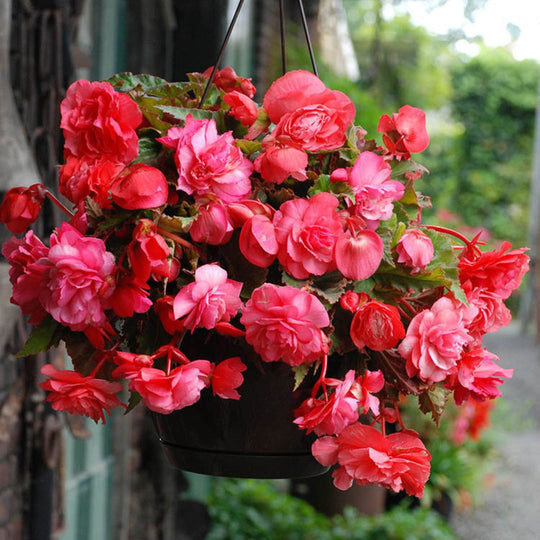 Begonia, Super Novelty - Pink Delight