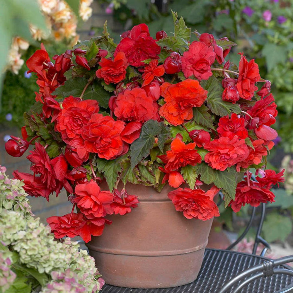 Begonia, Super Novelty - Red Glory