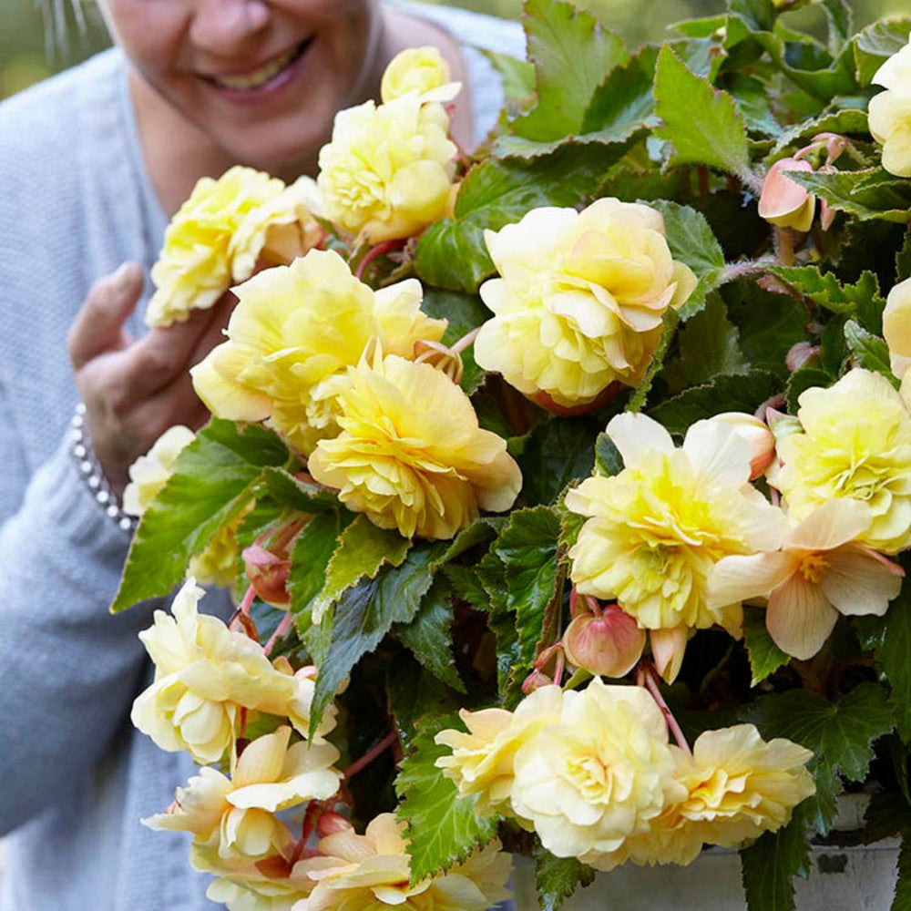 Begonia, Super Novelty - Sunny Dream