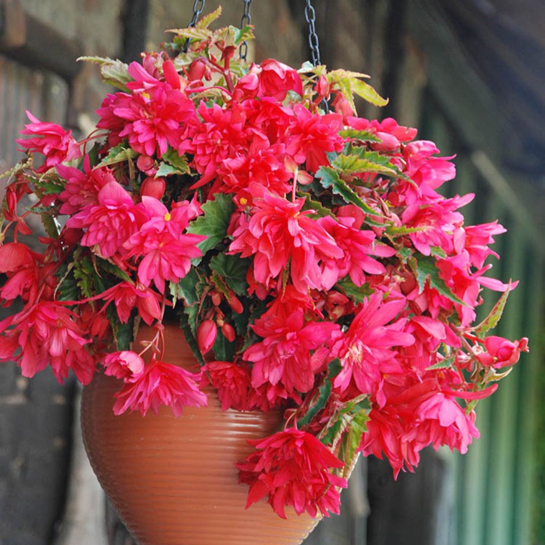 Begonia - Pendula Pink