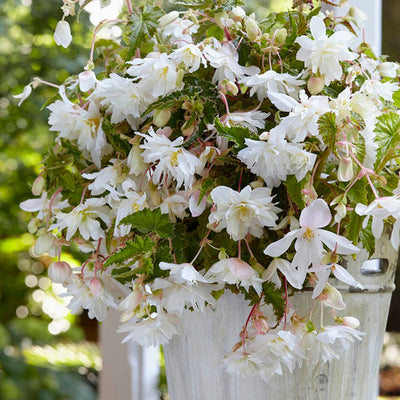 Begonia - Pendula White