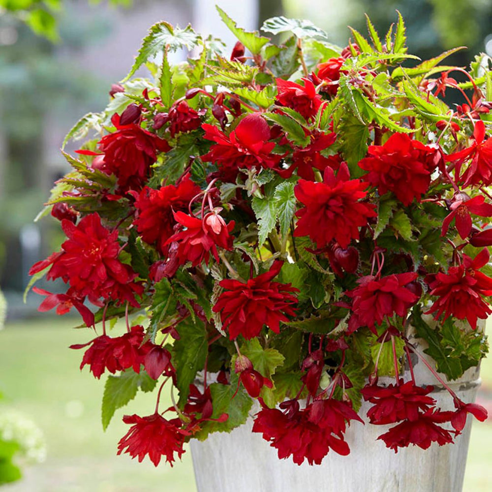 Begonia - Pendula Red