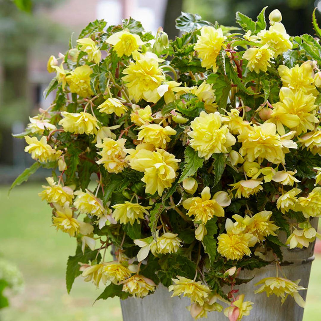 Begonia - Pendula Yellow