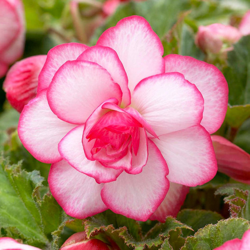 Begonia, Novelty - Picotee White