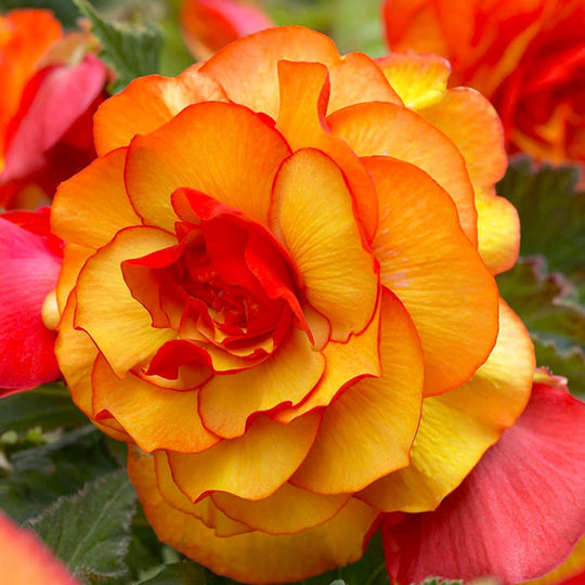 Begonia, Novelty - Picotee Yellow