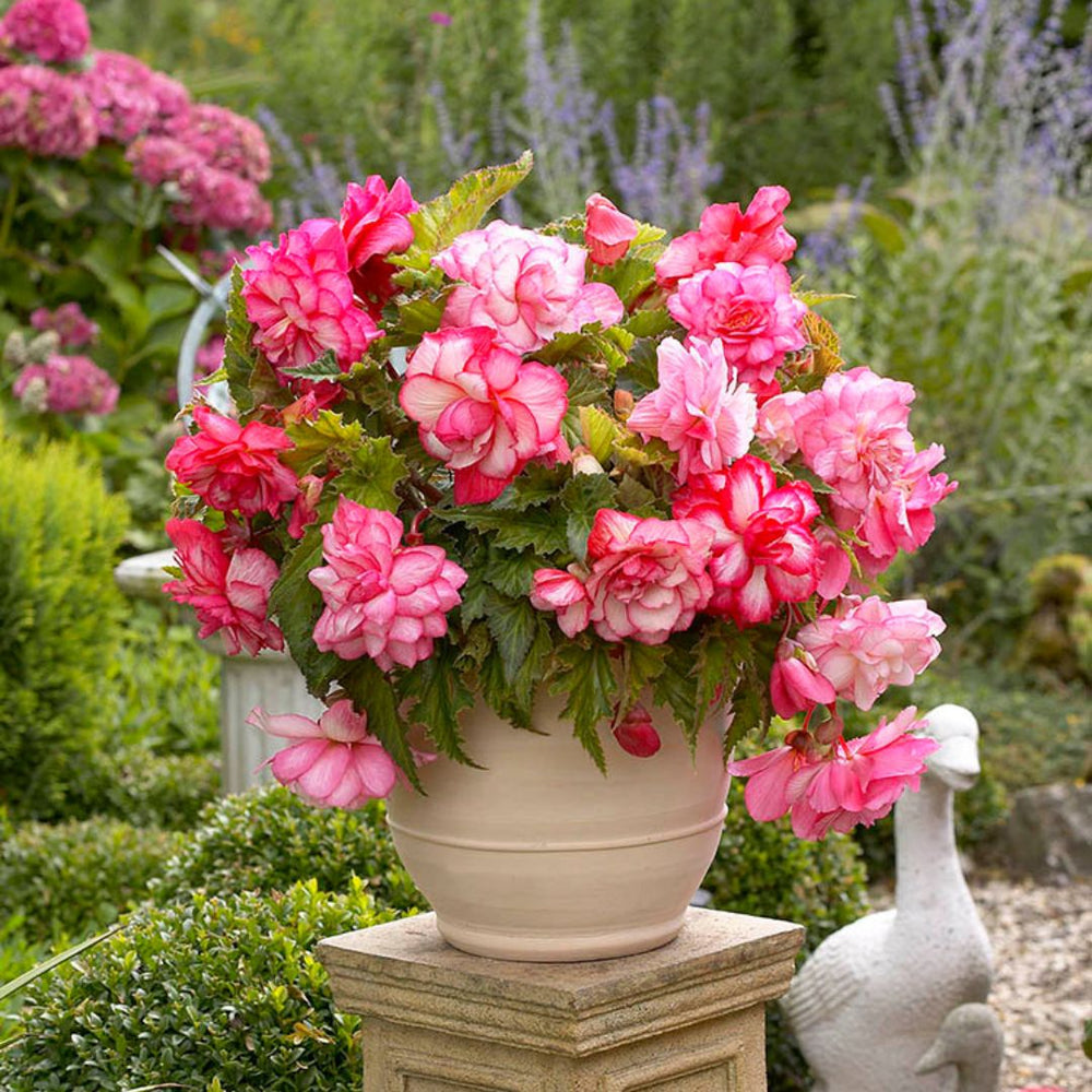 Begonia, Super Novelty - Pink Wave