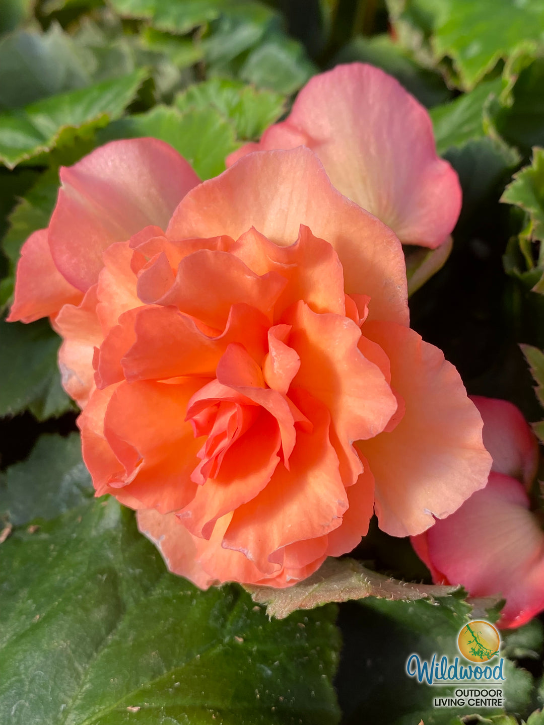 Begonia - Super Novelty Splendide Apricot