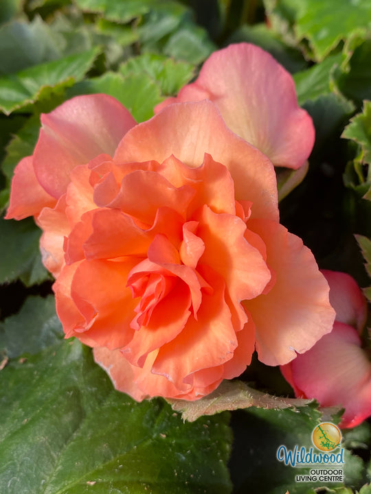 Begonia - Super Novelty Splendide Apricot