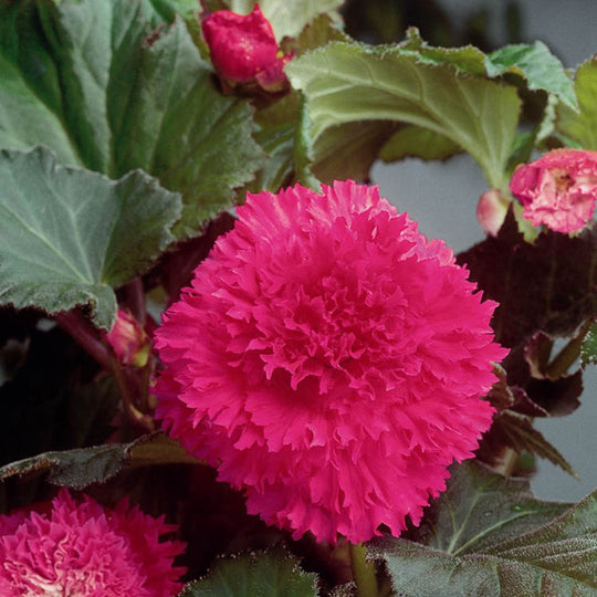 Begonia - Fimbriata Pink