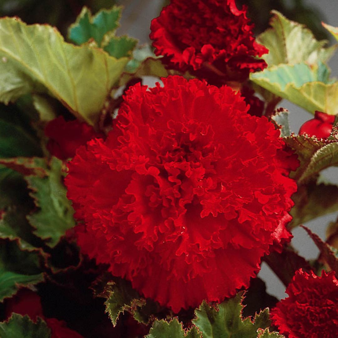 Begonia - Fimbriata Red