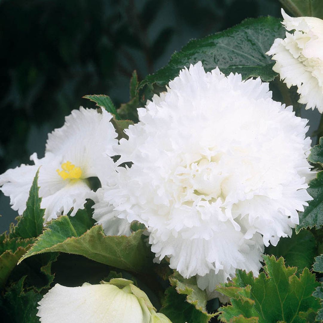 Begonia - Fimbriata White