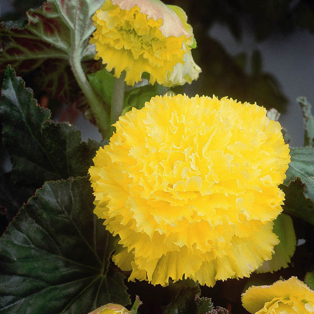 Begonia - Fimbriata Yellow