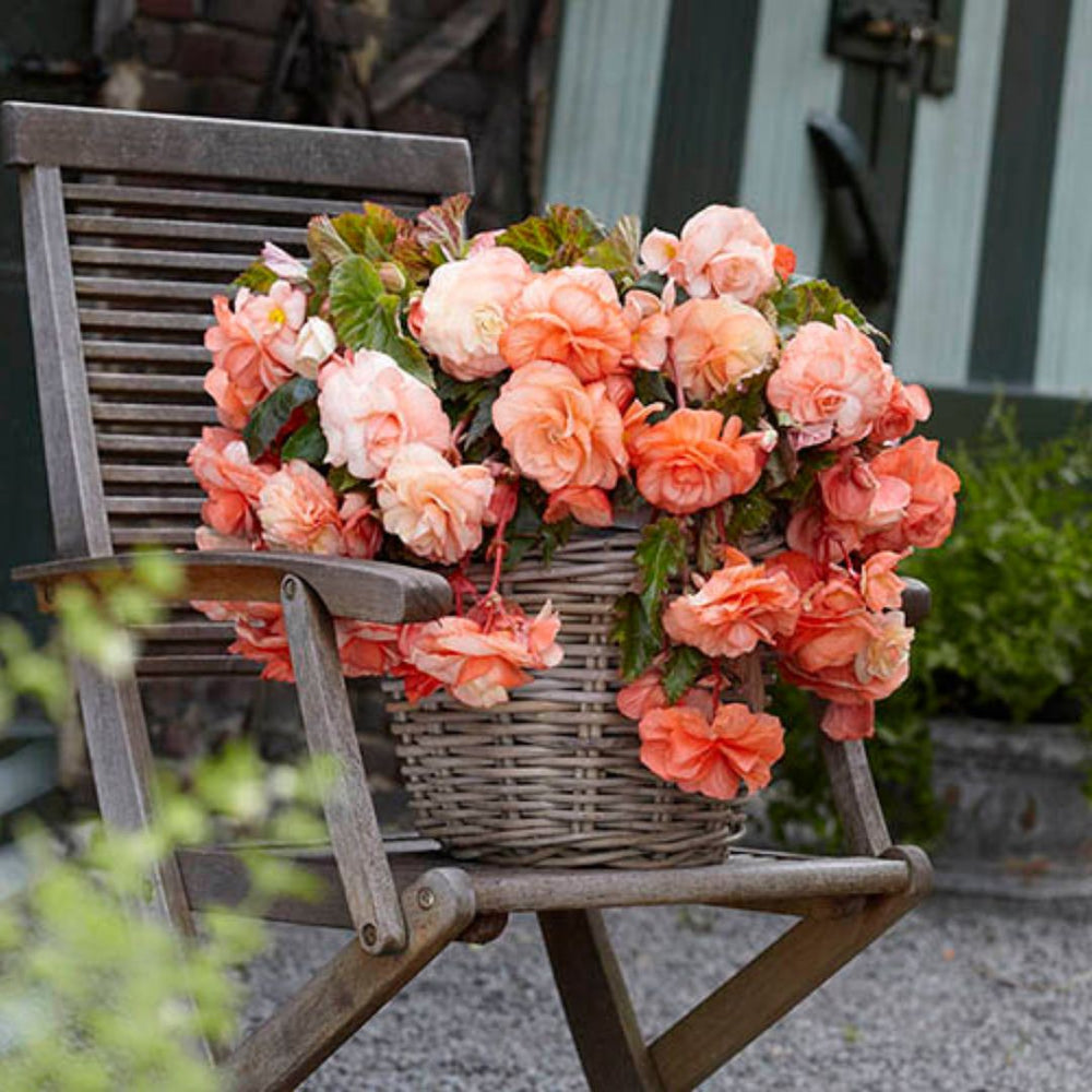 Begonia, Super Novelty - Splendide Apricot