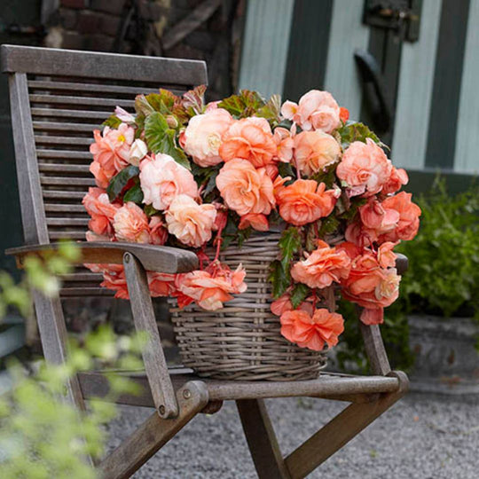 Begonia, Super Novelty - Splendide Apricot