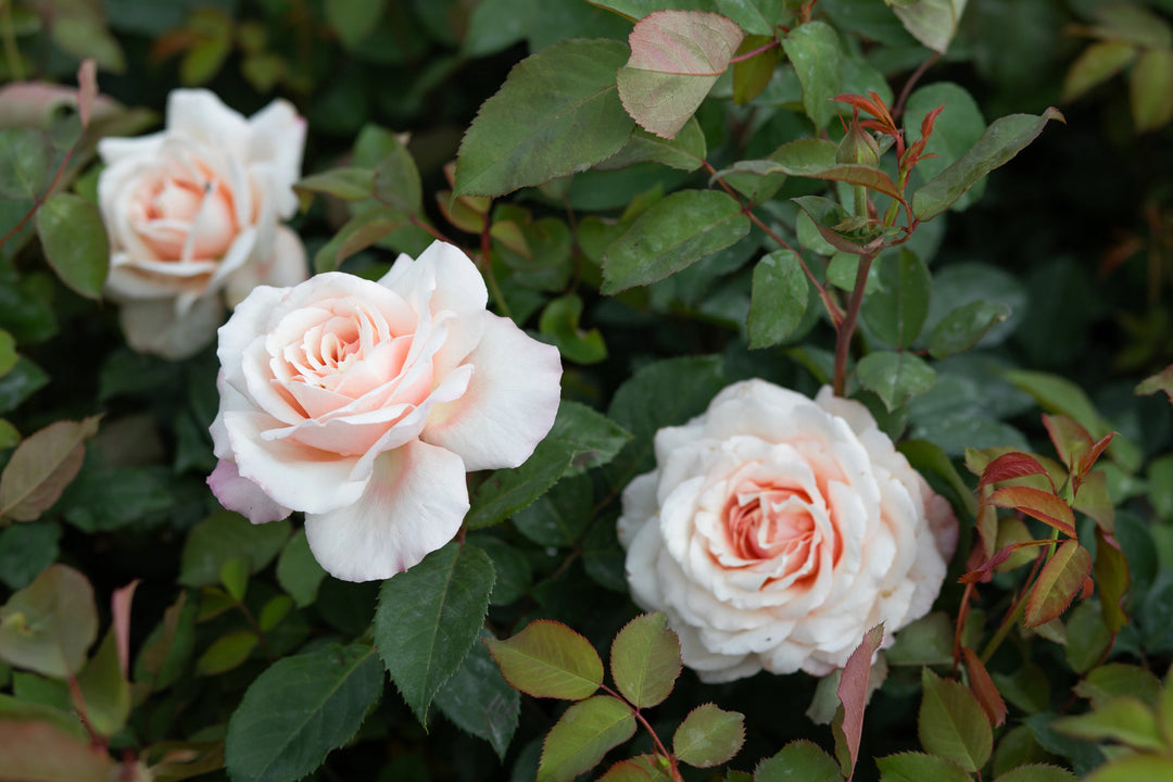 Belinda's Blush - Weeks Rose