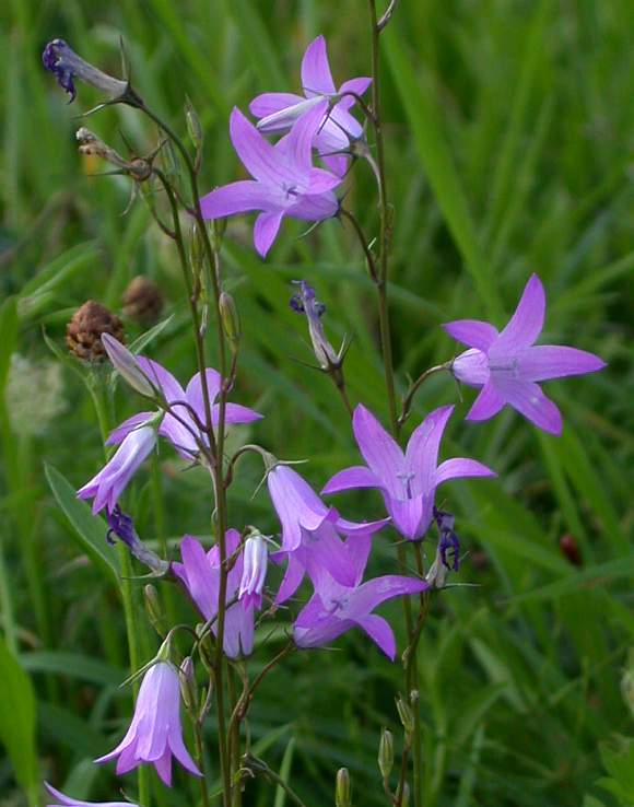 Rampion - Eagleridge Seeds – Wildwood Outdoor Living