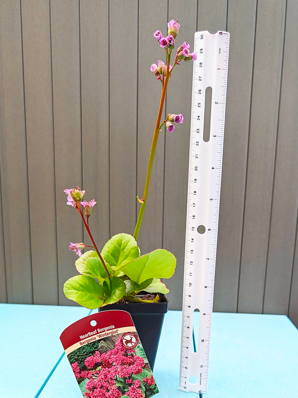 Bergenia_Winterglut
