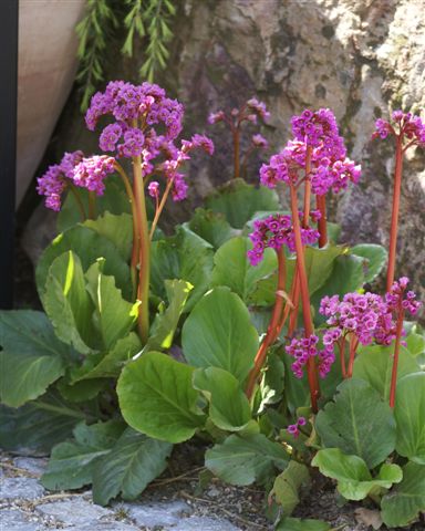 Bergenia - Cordifolia, 1 Pack