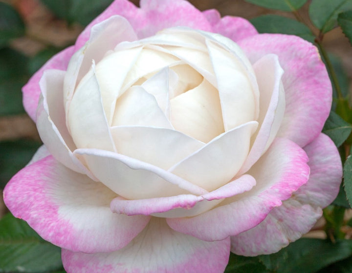 Roses | Over 450 Varieties | Canada-Wide Shipping – Page 10 – Wildwood ...