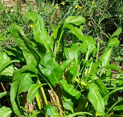 Bietina Chard - Eagleridge Seeds