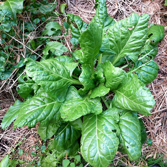 Bietina Chard - Eagleridge Seeds