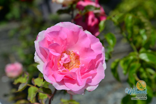 Eleganza® Beverly™ - Kordes® Roses