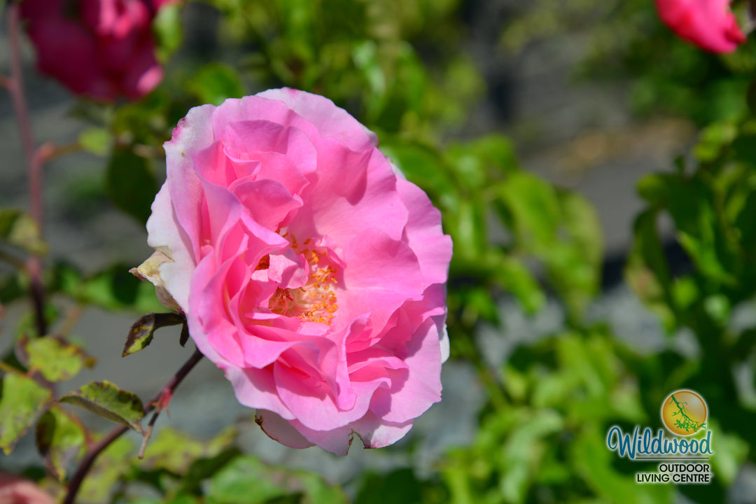 Eleganza® Beverly™ - Kordes® Roses