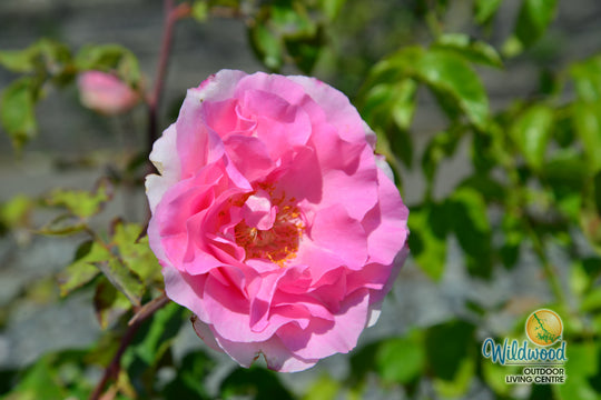 Eleganza® Beverly™ - Kordes® Roses